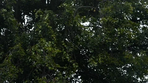 Windy gust blowing trees branches, POV from inside window. 動画素材 253495225