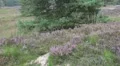 Windy heathland with Cross-Leaved Heath plants and pine tree HD Footage