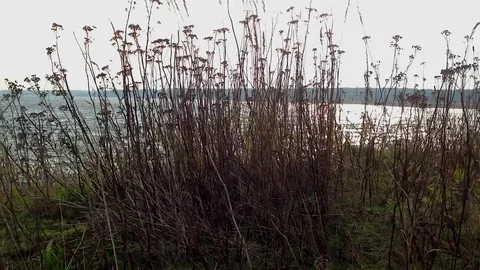 Windy high grass with sea in the background Stock Footage 70453390