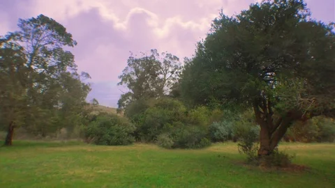Windy hill and Forest Stock Footage 116122641