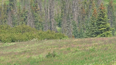 Windy Hillside and Forest with Dead Trees Stock Footage 8575950