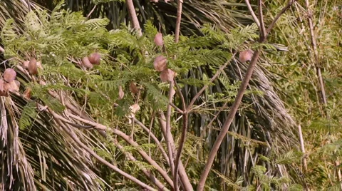 Windy Jacaranda Tree With Audio Stock Footage 3249016