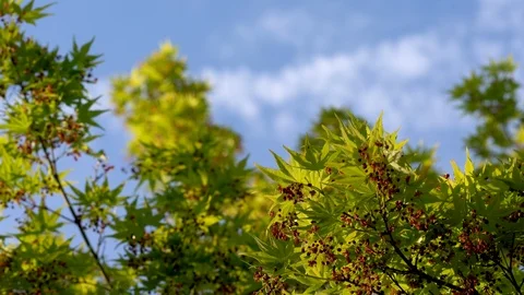Windy Japanese Maple in the Foreground - Shades of Green 4K - Kyoto, Japan Stock Footage 106941626