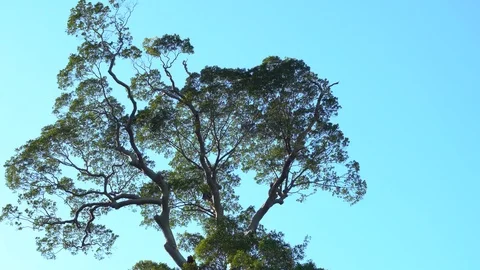 Windy jungle tree top with clear blue sky in background. Stock Footage 126621545