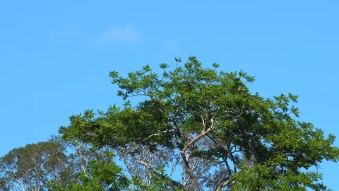 Windy jungle tree top with clear blue sk... | Stock Video | Pond5