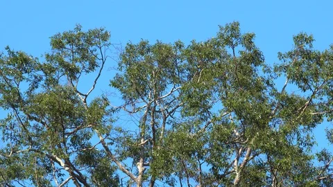 Windy jungle tree top with clear blue sky in background.	 Stock Footage 126623122