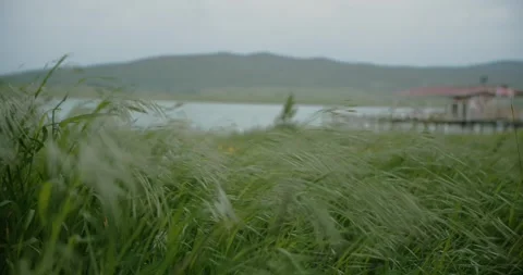 Windy Lakeside Stock Footage 263920889