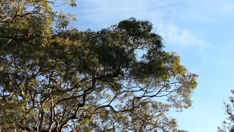 Windy Leave Stock Footage 80103183