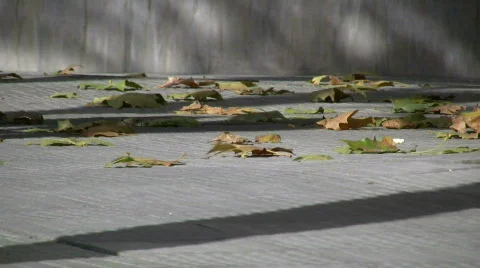 Windy leaves Stock Footage 288988