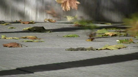 Windy leaves Stock Footage 289109