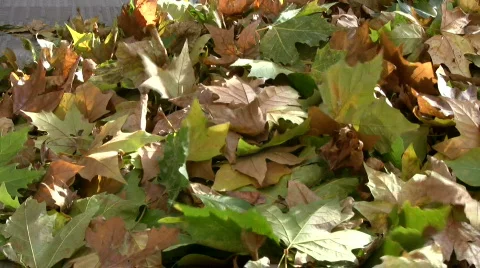 Windy leaves Stock Footage 289195