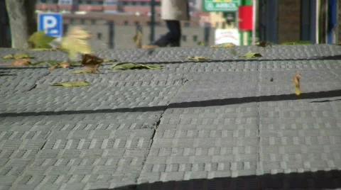 Windy leaves Vidéo 289476