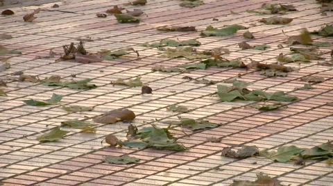 Windy leaves Stock Footage 289523