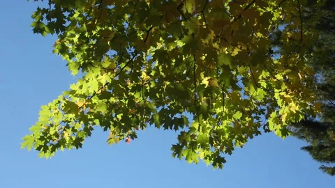 WINDY LEAVES 스톡 동영상 181009404