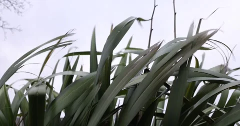 Windy leaves Stock Footage 259907044