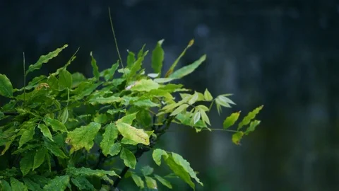 Windy Leaves with Rain Drops Stockbeeldmateriaal 102386709