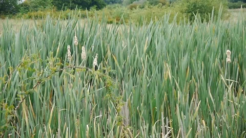 Windy long grass Stock Footage 112698676