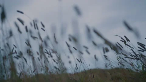 Windy Long Grass, Icelandic Summer Night, Handheld Shot Stock Footage 237015698