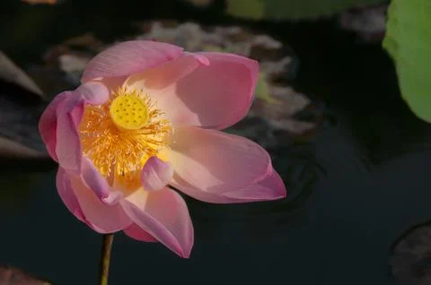 Windy lotus Stock Photos