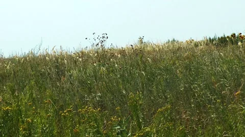 Windy meadow Stock Footage 8533031