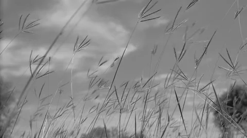 Windy Meadow Stock Footage 135036413