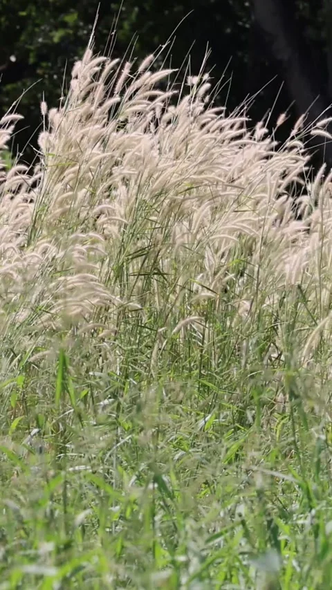 Windy Meadow Grass Swaying Vídeos de archivo 304308995