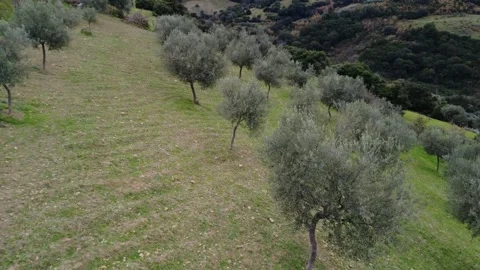 Windy Mountain Olive Grove On Steep Plowed Meadow Stock Footage 326936124