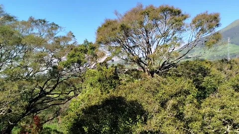 Windy mountain tree Stock Footage 341827632