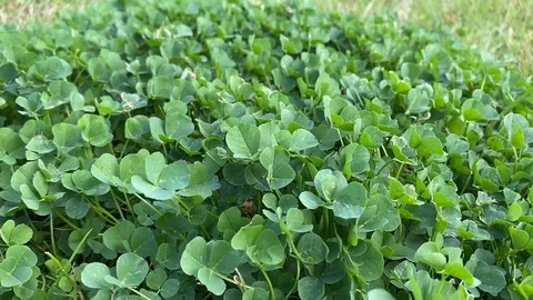 Windy moving close-up four leaf clover field Stock Footage 124604403