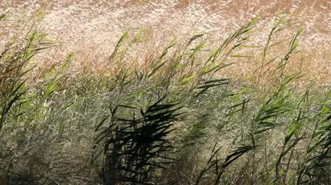 Windy nature Video stock 11968710