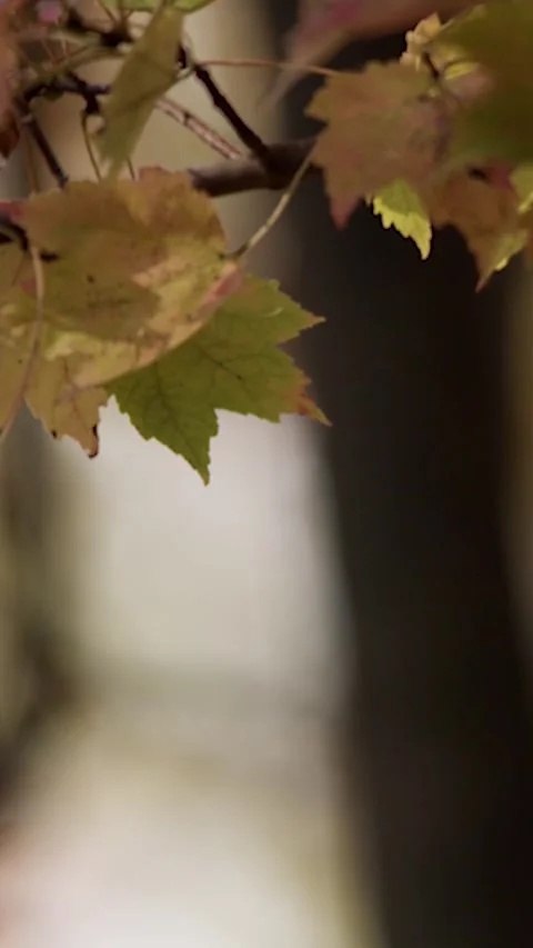 Windy nature-portrait Video stock 266504520