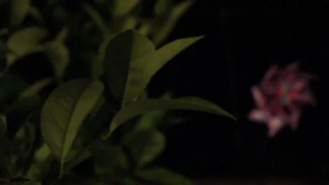 Windy night Stock Footage 197161553