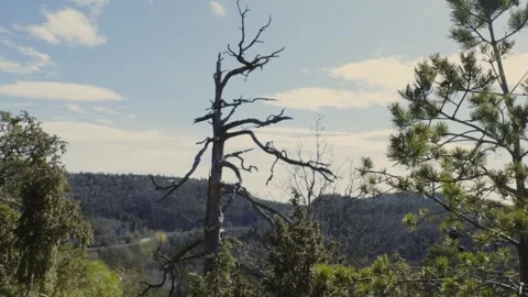 Windy Nordic Woods in Early Spring – Sparse Leafless Pines and Mossy Ground Stock Footage 333484773