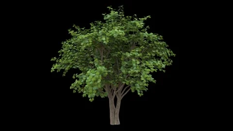 Windy nut tree with green leaves and light bark fully isolated with alpha Stock Footage 255146499