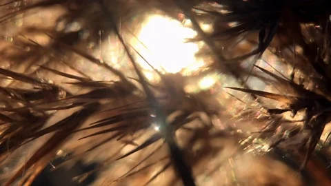 Windy Ocean reeds moving through frame with sun highlighting Stock Footage 100607040