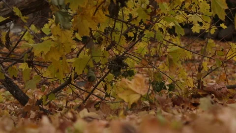 WINDY OMINOUS LEAVES Stock Footage 194572386