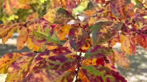 Windy Orange with Red Patterned Leaves Stock Footage 245323181