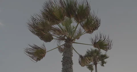 WIndy Palm Tree Stock Footage 168952690