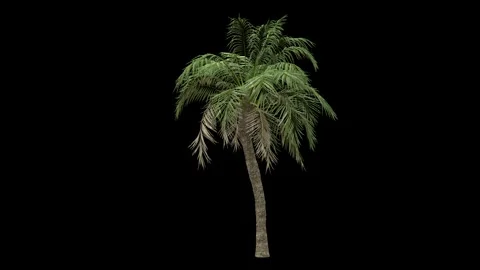 Windy palm tree  fully isolated with alpha channel Stock Footage 255146941