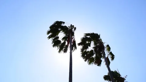 Windy palm tree leaves with blue sky background Stock Footage 117101877