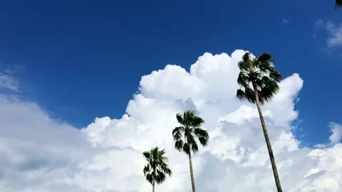 Windy palm tree leaves under clear blue sky with white cumulonimbus cloud. Hot s Stock Footage 204908730