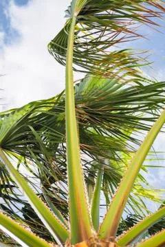 Windy palm tree Stock Photos
