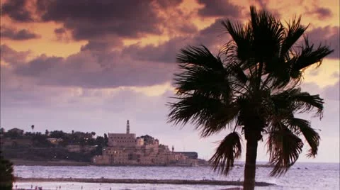 Windy palm tree on Purple Sky at Beach Stock Footage 12761327