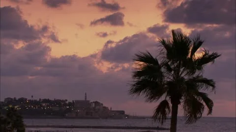 Windy palm tree on Purple Sky at Beach 動画素材 12761335