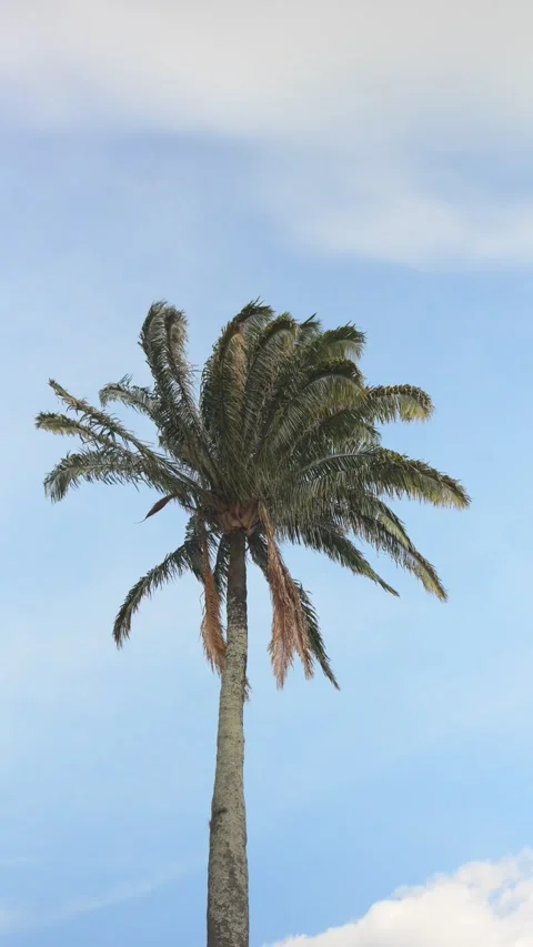 Windy Palm Tree Swaying Under a Bright Blue Sky Stock Footage 282217760