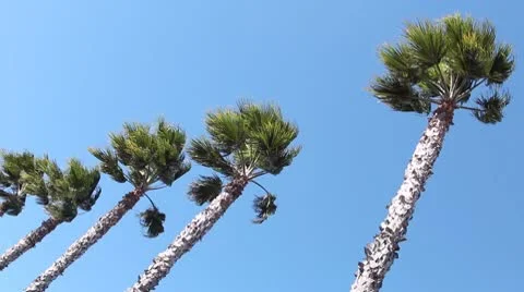 Windy Palm Trees Stock Footage 10583610
