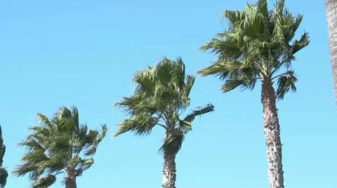 Windy Palm Trees Stock-Footage 10610426