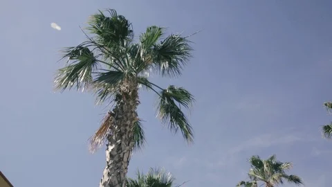 Windy palm trees Stock Footage 86736776