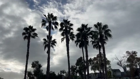 Windy Palm Trees Stock Footage 238748593