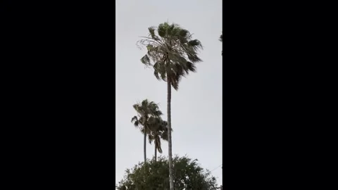Windy Palm Trees Stock Footage 340922778